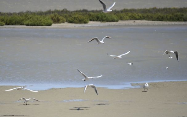 Solerantonio2 en Hamelin: Fauna  (El Pocico), Chroicocephalus genei (Brème, 1839), Gaviotas
