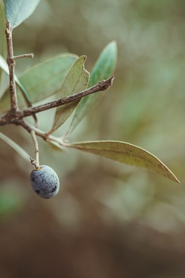 Elenagil.ph en Hamelin: Flora, Olea europaea, #olivo #aceitunas #arboles #natura #frutos 