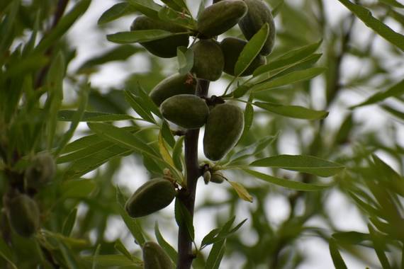 Belenhernandezg en Hamelin: Flora  (Soto del Real), Prunus dulcis, #flora21