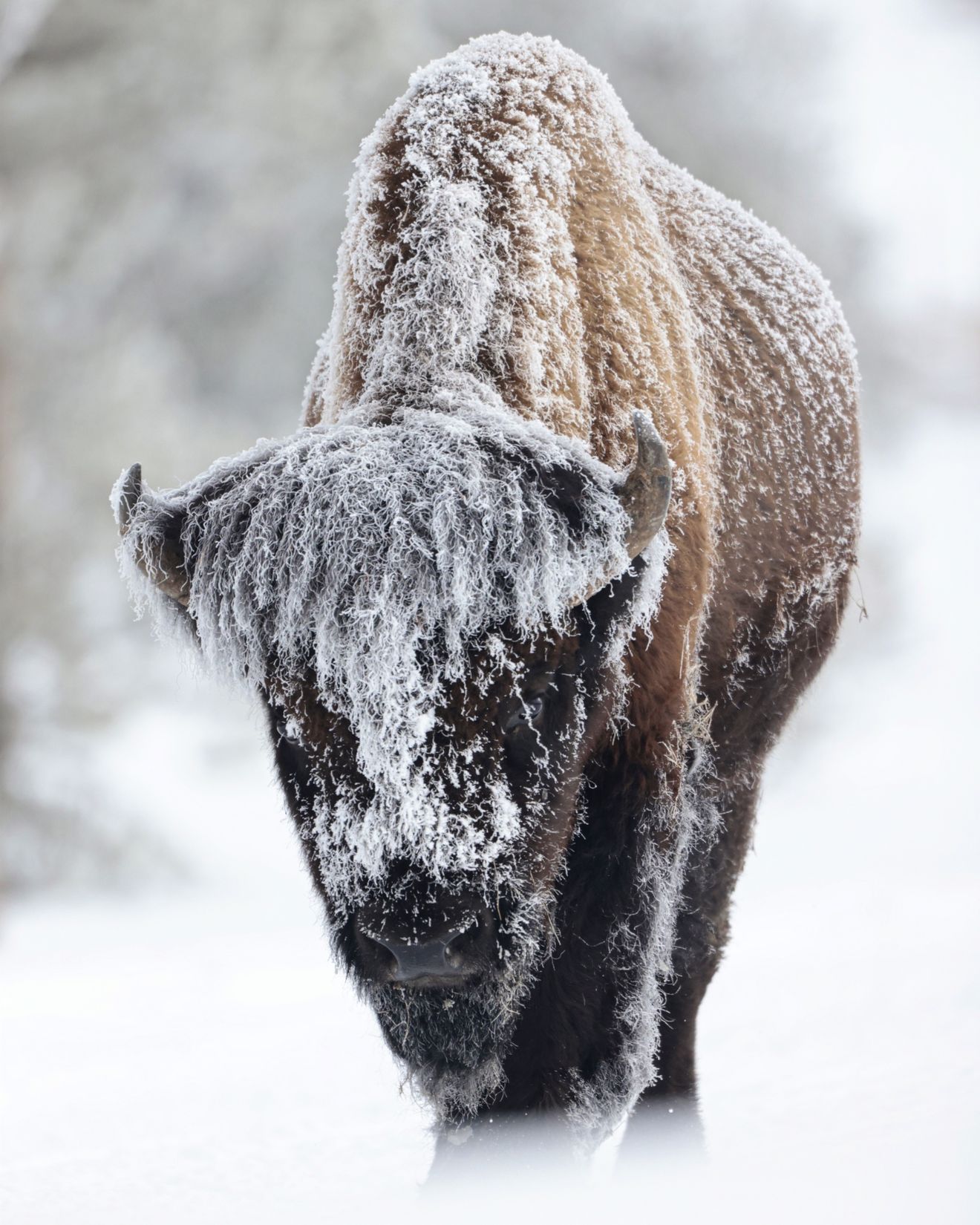 ““Bisonte americano” (Bison bison)”