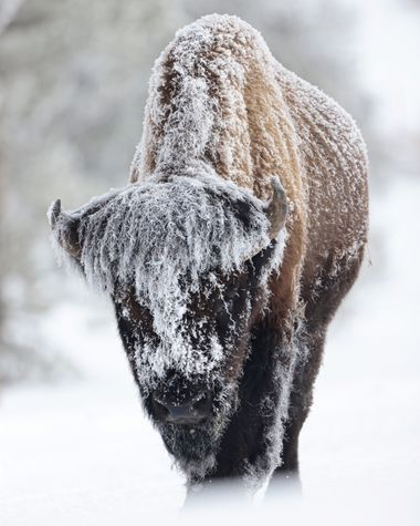 Danivalverd21 en Hamelin: Fauna  (Park), Bison bison (Linnaeus, 1758), Bisonte americano congelado (Bison bison). Su pelaje confiere este aspecto tan espec...