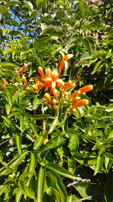 Solerantonio2 en Hamelin: Flora  (Alboloduy), Pyrostegia venusta, Planta