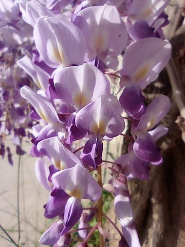 Elenervus en Hamelin: Flora  (Málaga), #arbolesyflores #racimo #flores #troncos #ramas #orquidea 