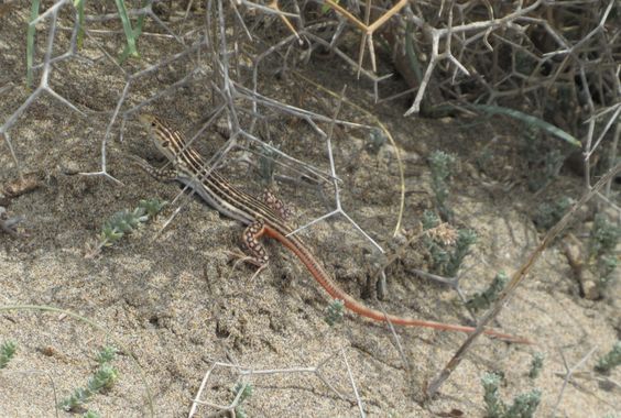 Solerantonio2 en Hamelin: Fauna  (Níjar), Reptil