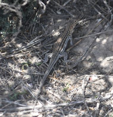 Solerantonio2 en Hamelin: Fauna  (La Marina), Reptil