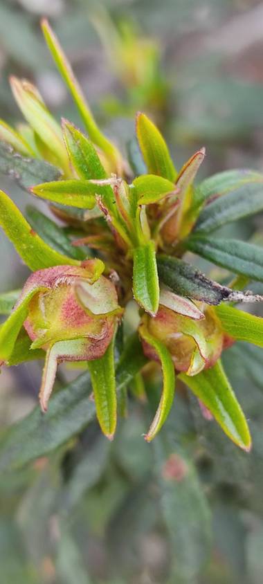 Elmaff en Hamelin: Flora, Cistus ladanifer, Primavera