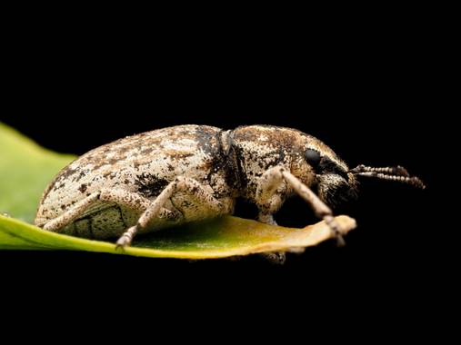 Antonio Jesús Palma Aranda en Hamelin: Fauna  (Lora del Río), Gorgojo II

Mismo insecto que compartí ayer. La he sacado en otra publicación al ser diferent...