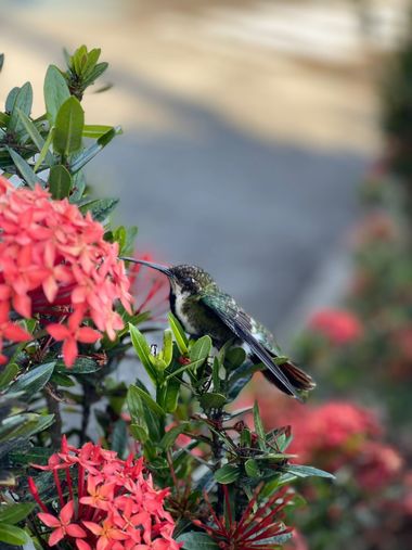 Kevinmondragon998 en Hamelin: Fauna  (La Tebaida), colibrí  Anthracothorax Nigricollis, #avesdecolombia 