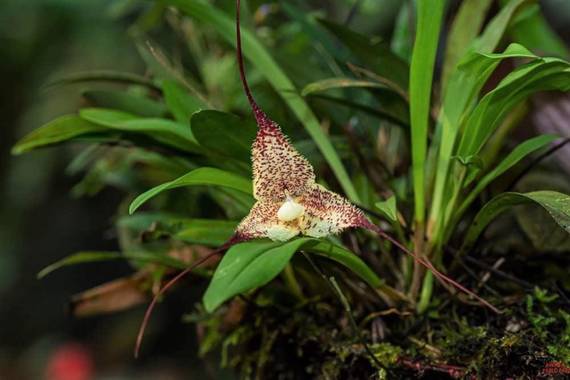 Pabloalbertopaez en Hamelin: Flora  (Talag), Dracula cordobae