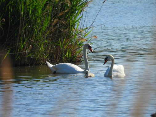 Georginaag en Hamelin: Fauna  (Castelló d'Empúries), Cygnus olor (J.F.Gmelin, 1789), #cisne #fauna 