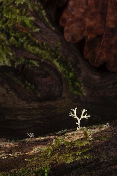 Ignicapillus en Hamelin: Flora  (Vallès Oriental), Paisajillo con liquen

Foto de noviembre del 2021.

Es bien sabido que, cuando hay poco tema que llevars...