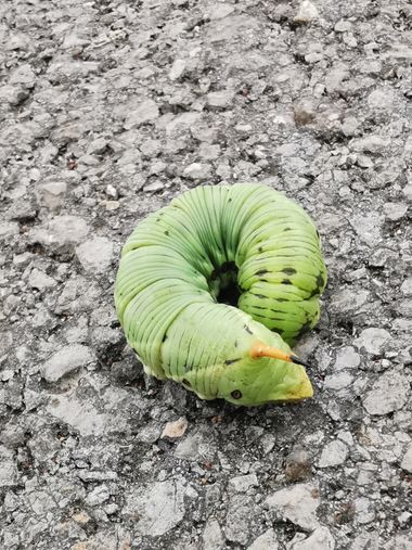 Irantzu_M en Hamelin: Fauna  (Arnuero), #gusanos #oruga
