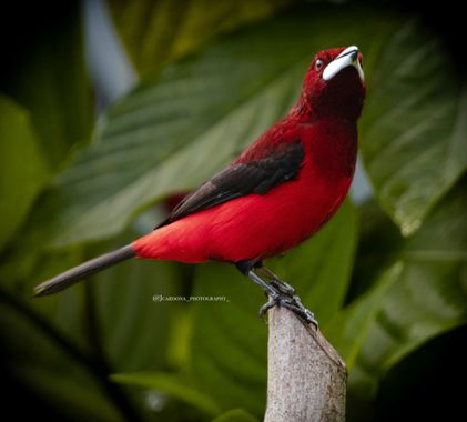 juanandrescardona01 en Hamelin: Fauna  (Cocorná), Ramphocelus dimidiatus Lafresnaye, 1837, Toche pico de plata (Macho y hembra) ❤️🖤 
#aves #birds #birdpho...