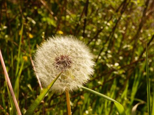 Gemmalajo en Hamelin: Flora  (Les Masies de Roda), Taraxacum campylodes, 🌼