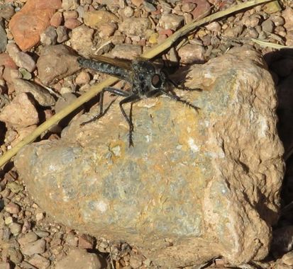 Solerantonio2 en Hamelin: Fauna  (Níjar), Insecto