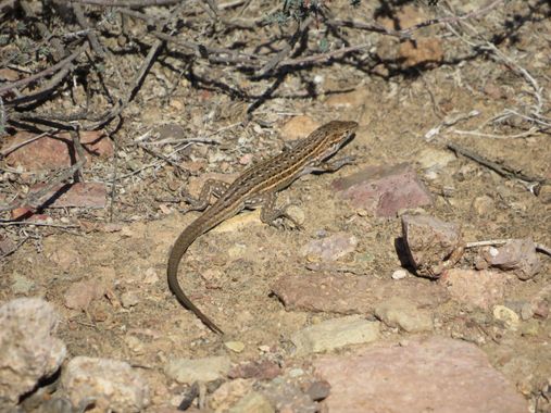 Solerantonio2 en Hamelin: Fauna  (Níjar), Lagartija