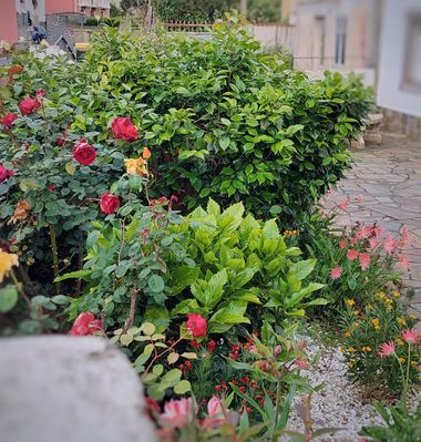 Mpinfante en Hamelin: Paisaje, No es un paisaje natural. Sólo flores adornando la entrada de una casa!