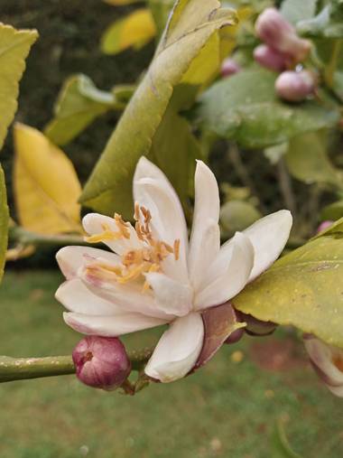 Alquimia Natural en Hamelin: Flora  (Camargo), Citrus limon, Belleza 😍💕☀️

#flora21 