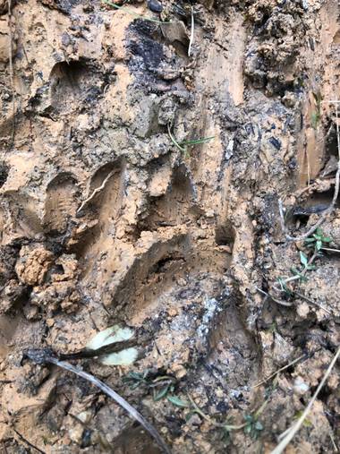 Naturalezadebarrio en Hamelin: Fauna  (Olèrdola), Gineta#naturalezadebarrio#