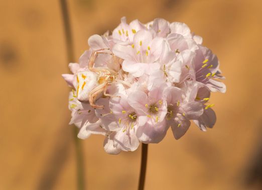 Juan Linares en Hamelin: Flora, Armeria pungens (Link) Hoffmanns. & Link, #armeriapungens #arañacangrejo #plumbaginaceae #planta #araña #natura 