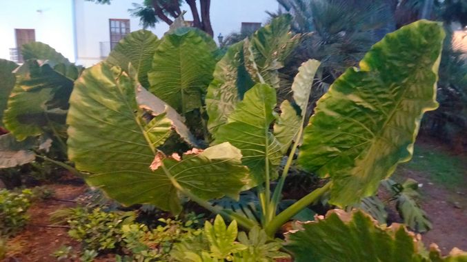 Solerantonio2 en Hamelin: Flora  (Almería), Alocasia macrorrhizos, Planta