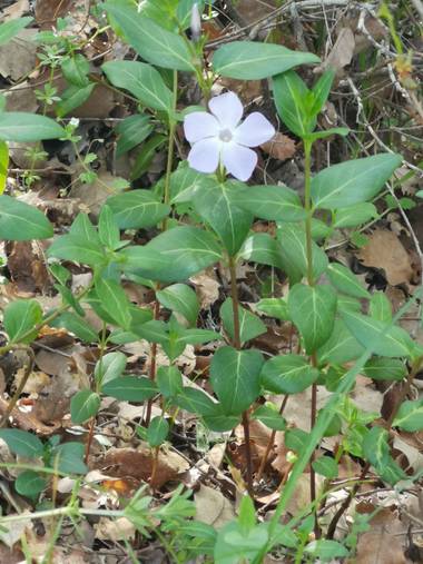 Lunamartin en Hamelin: Paisaje, Vinca minor