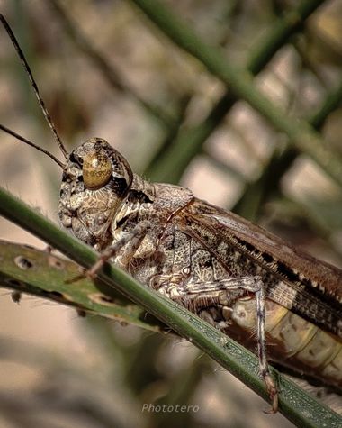 Phototero  en Hamelin: Fauna, #hamelin #photography #macro #photo #españa #spain #naturaleza #nature #naturelovers #insectos #saltamontes #macro_captures_...
