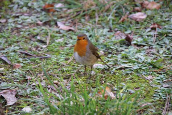 Javiantonpablo en Hamelin: Fauna  (Soria), Erithacus rubecula (Linnaeus, 1758), #Otoño20