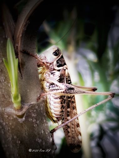 Eva.160968 en Hamelin: Fauna  (Sibenik), #insectos 