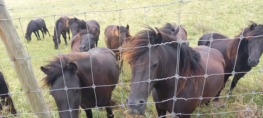 Iratxeharry en Hamelin: Fauna, #caballos salvajes#faro de Gorliz
