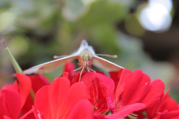 XxPrOzMeNxX en Hamelin: Fauna, #mariposa #insectos #alas #pelos #ojos #antenas #flor #naturaleza #rojo #rosado #verde #negro #colores 