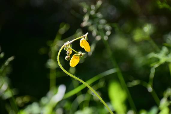 martinez.soledad en Hamelin: Flora  (Río Pico), #patagoniaargentina 
Senderos de bosque nativo