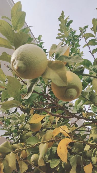 Solerantonio2 en Hamelin: Flora  (Avenida del Mediterráneo), Citrus × limon, Limonero