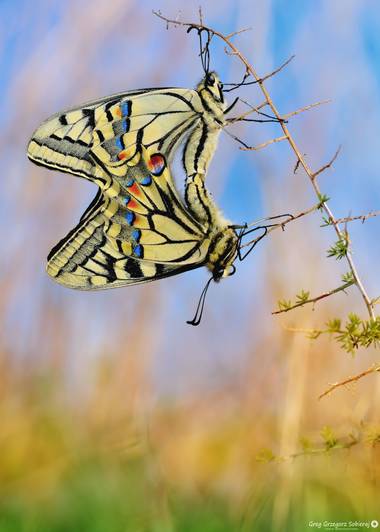 Gregsobieraj en Hamelin: Fauna  (Alcanar), Papilio machaon Linnaeus, 1758, Papilio machaon ( Montsià )
#mariposa #insecto #macro