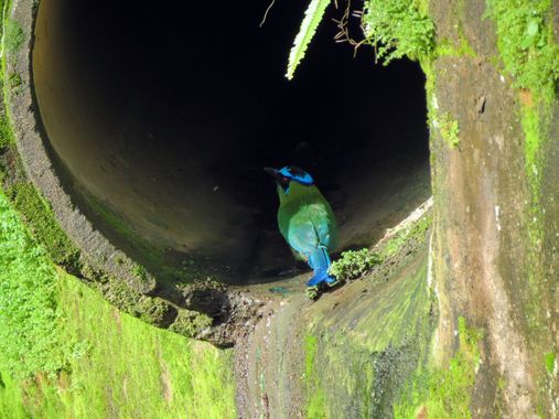danielhincapie230979 en Hamelin: Fauna  (Copacabana), Momotus aequatorialis Gould, 1858, #naturaleza #wildlife #nature #faunadecolombia #fauna #colombia #b...
