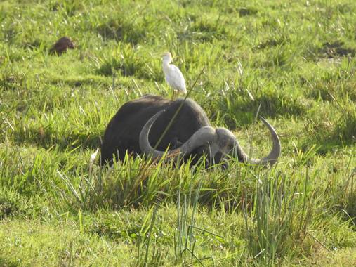 olaya96fg en Hamelin: Fauna  (Kajiado), #Aves21