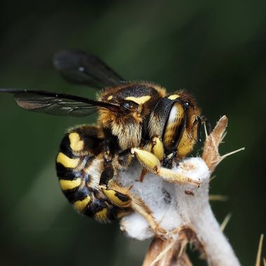 Titofran76 en Hamelin: Fauna  (Barcelona), Anthidium florentinum (Fabricius, 1775), A esta abeja (Anthidium florentinum) se la conoce como abeja cardadora....