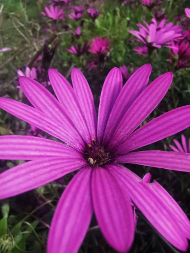 Dinuflorenta006 en Hamelin: Flora  (Calp), Osteospermum ecklonis, #flora21 #nofilter #maravilloso #calpe 