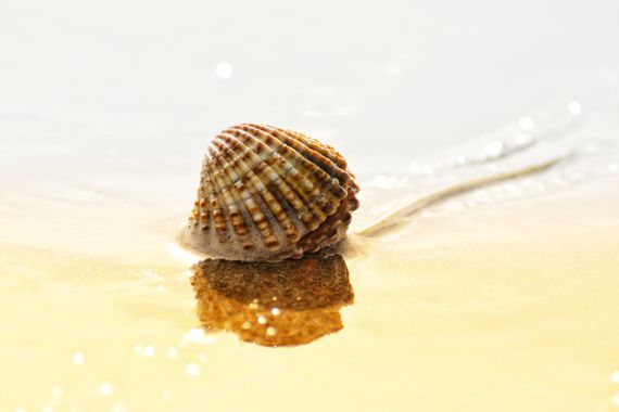 Ninigabi en Hamelin: Fauna  (Isla Cristina), #berberecho #islacristina #molusco 