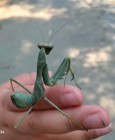 Solerantonio2 en Hamelin: Fauna  (Almería), Insecto mantis