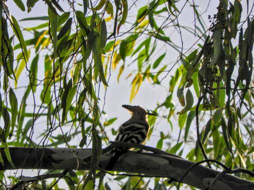 Estelanf1994 en Hamelin: Fauna  (Sevilla), Precioso pájaro carpintero

#paisaje #pajaro #sevilla #hamelin #hamelinice20 #hamelin2020 