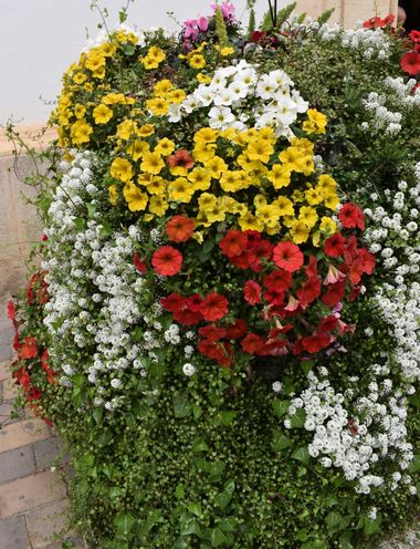 Solerantonio2 en Hamelin: Flora  (Almería), Macetero