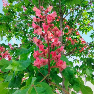 Solerantonio2 en Hamelin: Flora  (Almería), Aesculus carnea, Planta