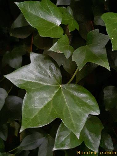 Mpinfante en Hamelin: Flora  (Paderne)