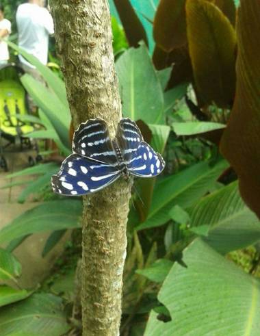 lywcava en Hamelin: Fauna 