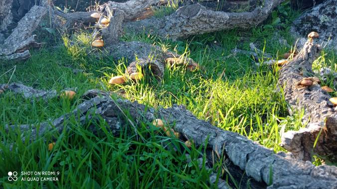 GreenPhoto en Hamelin: Observación  (Valencia de Alcántara), #Otoño20