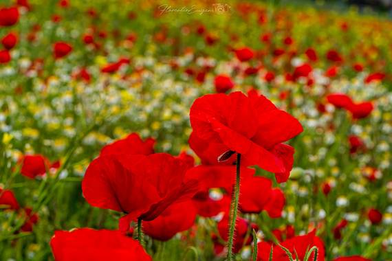 Florentinoeugenio en Hamelin: Flora  (Mejorada del Campo), Papaver rhoeas, #amapolasilvestre 