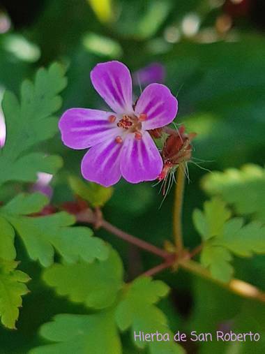 Mpinfante en Hamelin: Flora, Geranium robertianum, .