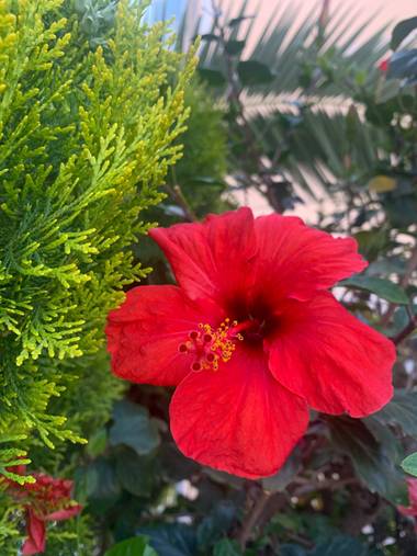 carogv1995 en Hamelin: Flora  (Molina de Segura), Hibiscus rosa-sinensis, #Flor #rojoescarlata #rojointenso #murciaquehermosaeres #flora21 