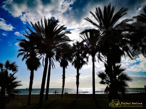 Rafael Molina  en Hamelin: Paisaje  (Málaga), #paisajeyjardines#otoño20# playa #palmeras#oasis#misericordi playas#malagueta
